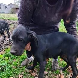 Great Dane Puppies from Trisha Self's Great Danes