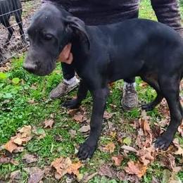 Great Dane Puppies from Trisha Self's Great Danes