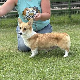 Nala - Pembroke Welsh Corgi