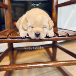 Myers - Yellow male Labrador Retriever puppy in Cinebar, Washington from Pure Joy Labradors