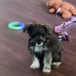 Miniature Schnauzer Puppies from Sugarbaby Kennel