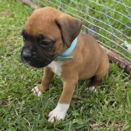 Miss Sox - Fawn female Boxer puppy in Prairieville, Louisiana from Puppy Patch