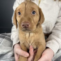 Jim - Yellow male Labrador Retriever puppy in Great Falls, Montana from Yogo Point Kennels