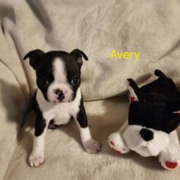Boston Terrier Puppies from Boston Pride