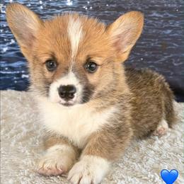 Red Boy - Red male Pembroke Welsh Corgi puppy in Bay Area, California from MJ's Corgis