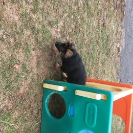 German Shepherd Puppies from Emeraldoaks German Shepherds
