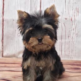 Jack - Blue and gold male Yorkshire Terrier puppy in Monticello, Iowa from Ashley’s Puppies