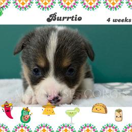Burrito - Gray and white male American Corgi puppy in Mansfield, Ohio from Moonrise corgis