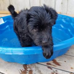 Bergamasco Sheepdog Puppies from Spellbound Bergamascos