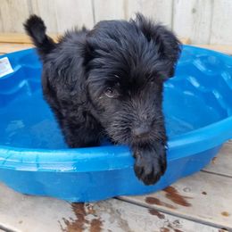 Bergamasco Sheepdog Puppies from Spellbound Bergamascos
