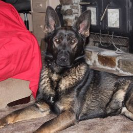 Draco - German Shepherd