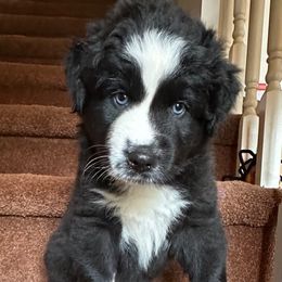 Prince - Black tri-color male Australian Shepherd puppy in Marshall, Virginia from Aussie Tales Farm