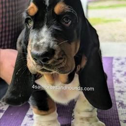 Gordon - Black brown and white male Basset Hound puppy in Franklin, Indiana from 4 Sail Quarter Horses and Hounds
