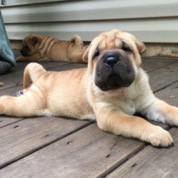 Chinese Shar-Pei Puppies from Polka Pei Chinese Shar Pei