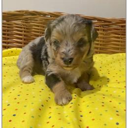 Girl 3 Aussie Doodle - Blue merle female Miniature Australian Shepherd puppy in Pensacola, Florida from TNT MINI AUSSIES