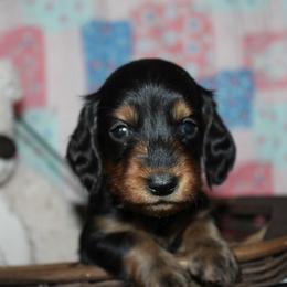 Boy 3 - Black and tan male Dachshund puppy in Craig, Colorado from Rocky Mountain Shih Tzus and Dry Creek Miniature Dachshunds