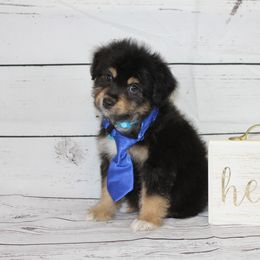 Boy 2 - Black tri-color Aussiedoodle puppy in Riverdale, Utah from La Di Da Doodles