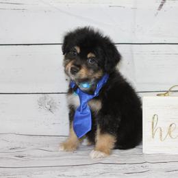 Boy 2 - Black tri-color Aussiedoodle puppy in Riverdale, Utah from La Di Da Doodles