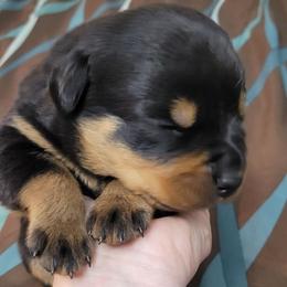 Girl 2 - Black and mahogany female Rottweiler puppy in Blanchard, Oklahoma from Mystique Kennel