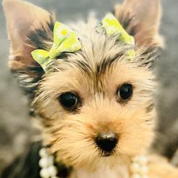 Adora - Black and tan Yorkshire Terrier puppy in Columbia, South Carolina from Evermore Yorkies