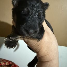 Madame Morrible - Black and red female German Shepherd puppy in Lakeland, Florida from Fur Love And Puppies