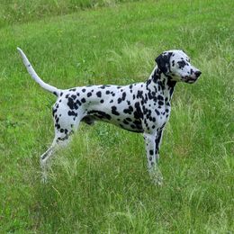 Finnan - Dalmatian