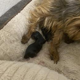 Yorkshire Terrier Puppies from Blooming Beauties 🌼