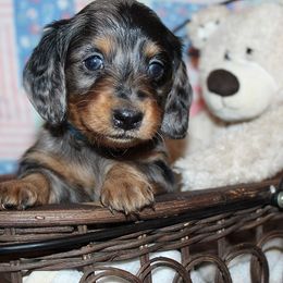 Girl 1 - Blue and tan female Dachshund puppy in Craig, Colorado from Rocky Mountain Shih Tzus and Dry Creek Miniature Dachshunds