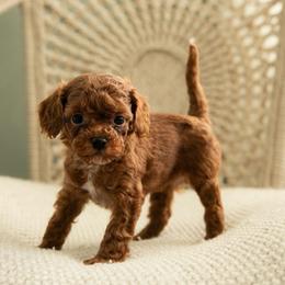 Chanel - Red female Cavapoo puppy in Ashland, Kentucky from Still Waters Farm