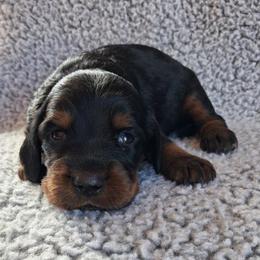 Girl 1 - Black and tan female Gordon Setter puppy in Potosi, Wisconsin from Point and Flush Gun Dogs