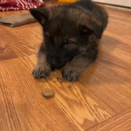 German Shepherd Puppies from Legacy K9’s