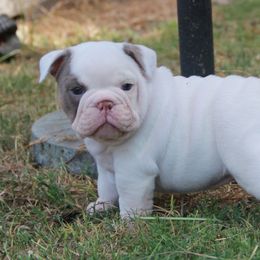 English Bulldog Puppies from Buffalo Bulldogs