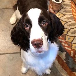 English Springer Spaniels from Sanroc ESS