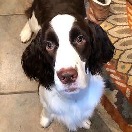 English Springer Spaniels from Sanroc ESS