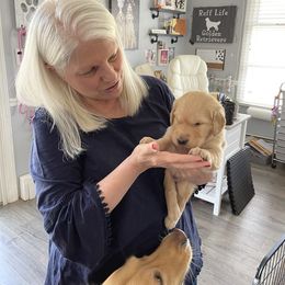 Golden Retriever Puppies from Ruff Life Goldens