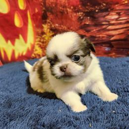 Pekingese, Poodle, and Shih Tzu Puppies from Happy puppies
