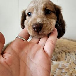 Hudson - Piebald male Dachshund puppy in Mountain Grove, Missouri from Boot Scootin Pups