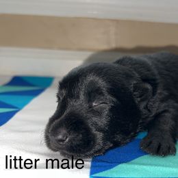 Scottish Terrier Puppies from Oodles of Cuties!