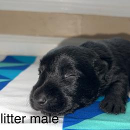 Scottish Terrier Puppies from Oodles of Cuties!