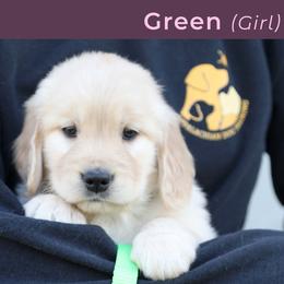 Green (male) - Golden male Golden Retriever puppy in Mills River, North Carolina from Appalachian Dog Training LLC