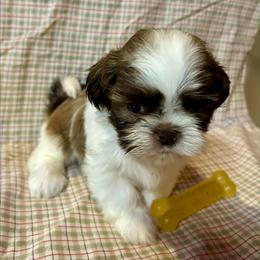 Female liver and white new pictures and a video - Liver and white female Shih Tzu puppy in Missouri from Farm Animal Mommy Shih tzu's Michalek Dog Breeder