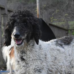 Corona - Poodle
