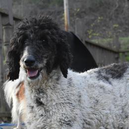 Corona - Poodle