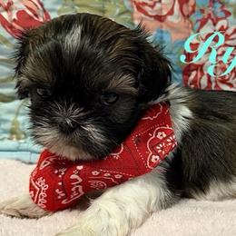 Ryan - Black gold and white male Shih Tzu puppy in Hemet, California from Aloha Shih Tzu