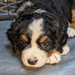 Bernese Mountain Dog Puppies from Baby Bear Bernese Kennel