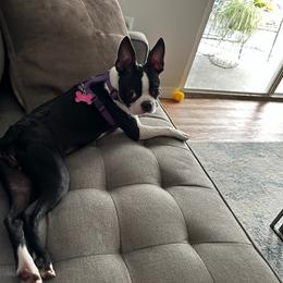Boston Terrier Puppies from I Love Pups