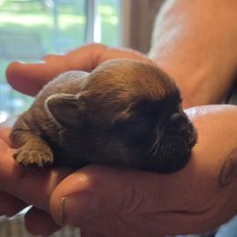 Clifford - Red male Brussels Griffon puppy in Croswell, Michigan from Pine Haven Brussels Griffons LLC