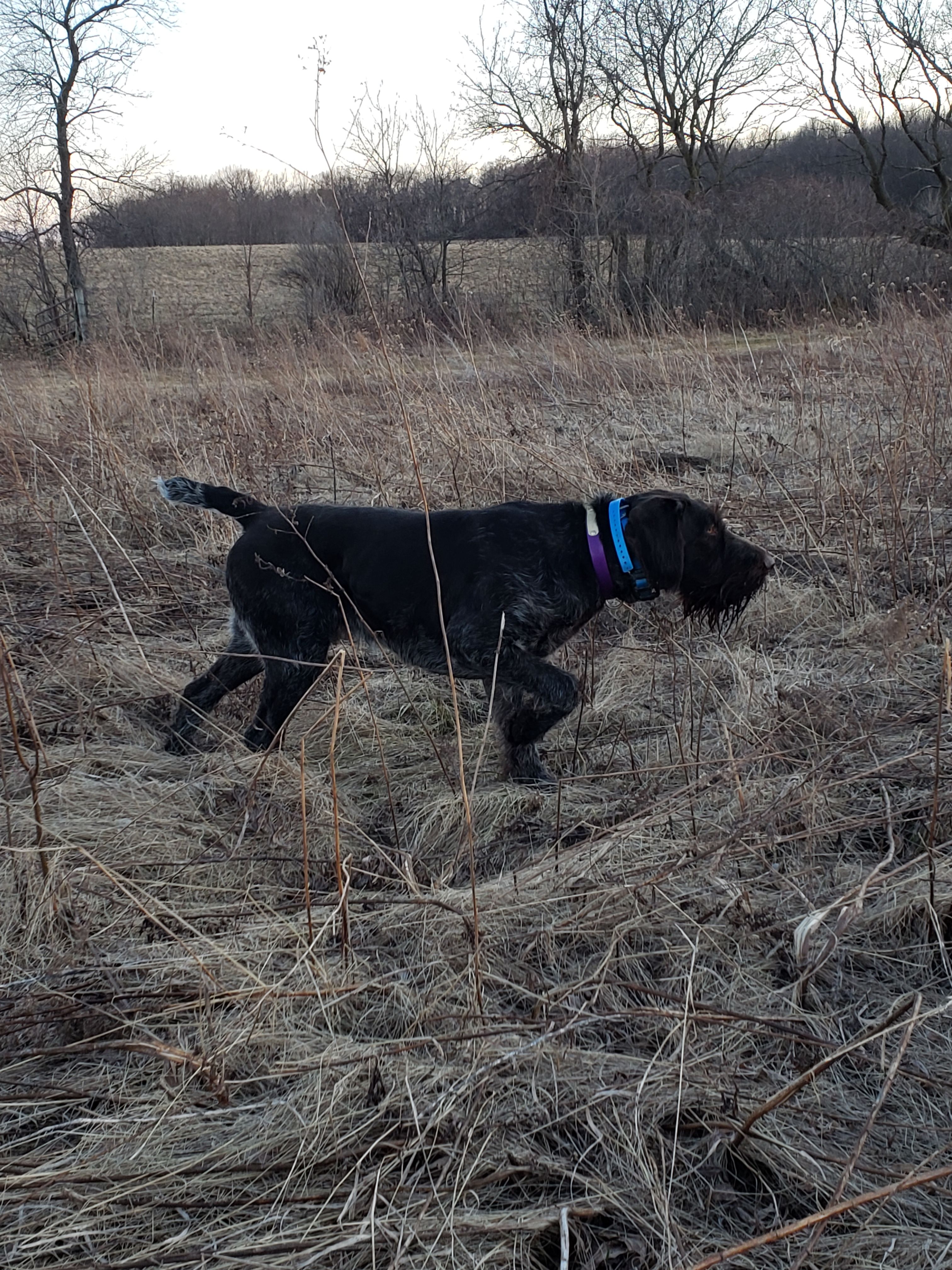 Backwoods Kennels in Wisconsin | German Wirehaired Pointer puppies ...