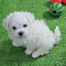 Gilligan - White male Maltese puppy in Aurora, Missouri from KnJ Precious Paws LLC