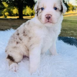 Gator - Red merle male Australian Shepherd puppy in Texas from Legendary Canines